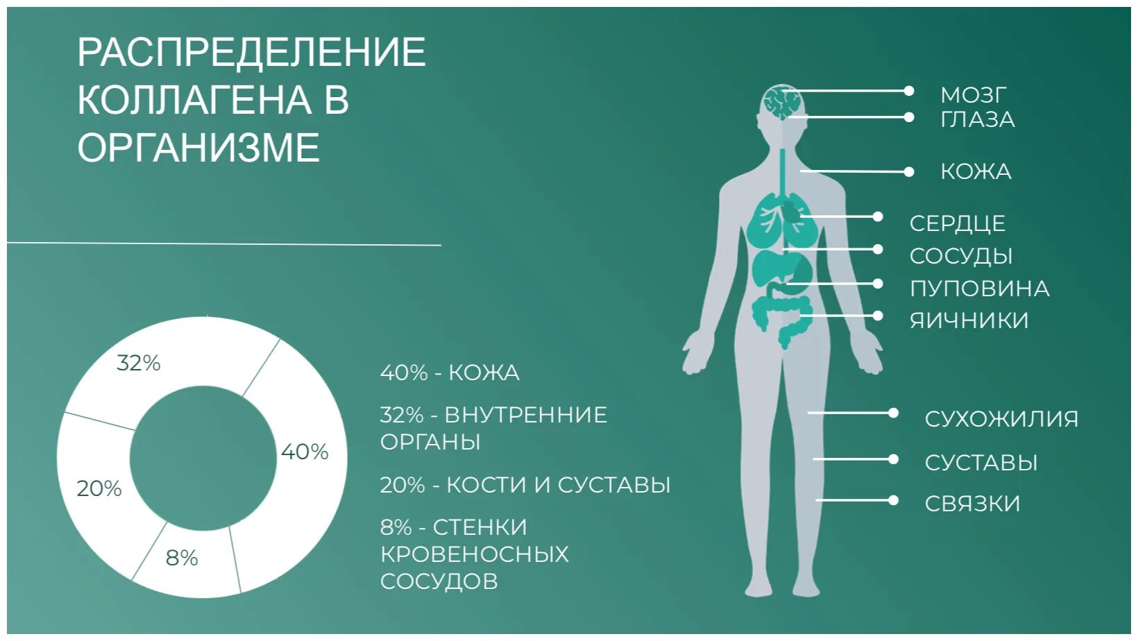 Для чего нужен коллаген в организме. Коллаген в организме человека. Коллаген молодость кожи. Коллаген в теле человека. Коллаген Сибирское здоровье.