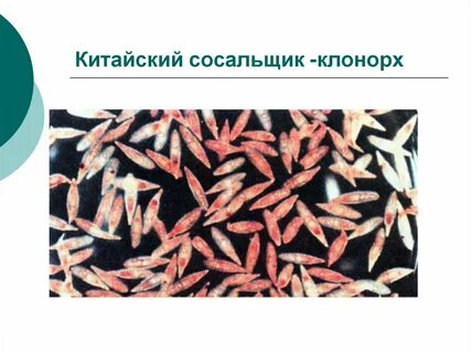 Китайский сосальщик