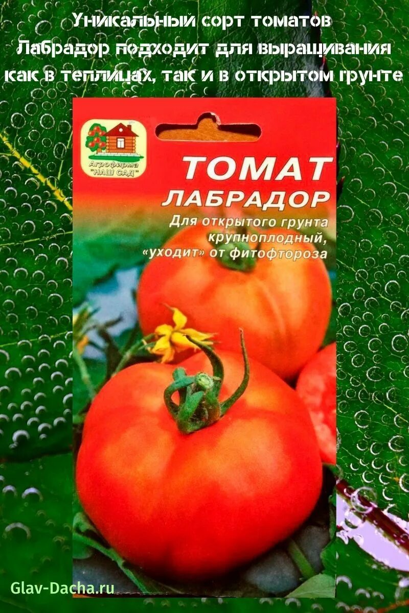 Семена томат лабрадор. Сорт томата лабрадор. Сорт помидор лабрадор.
