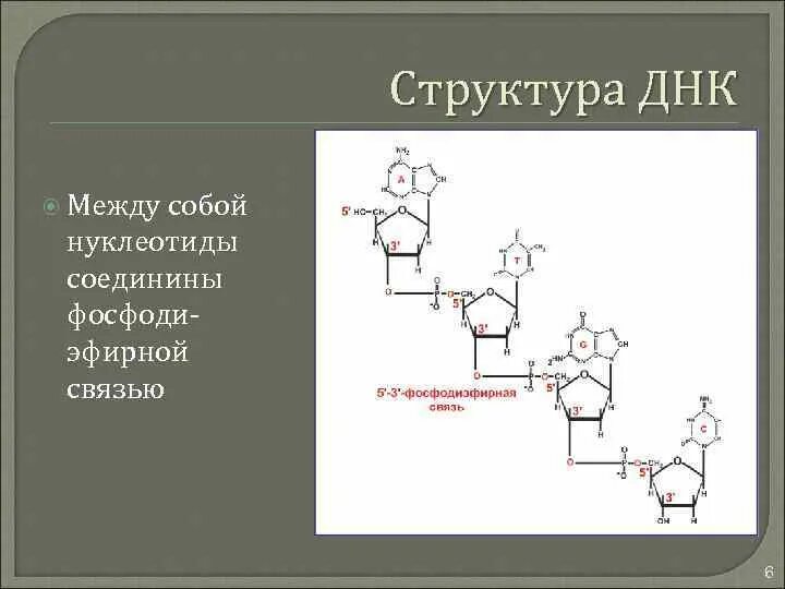 Соединение нуклеотидов днк. Фосфодиэфирные связи между нуклеотидами. Строение ДНК фосфодиэфирные связи. Структура ДНК фосфодиэфирные связи. Образование 3',5'-фосфодиэфирной связи между нуклеотидами.