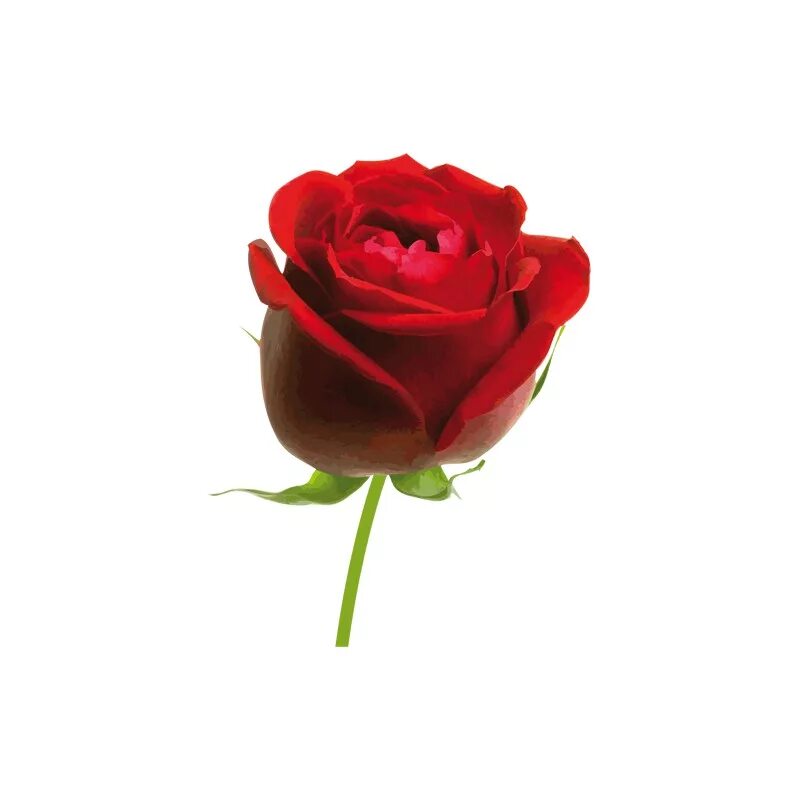 смайл розы.