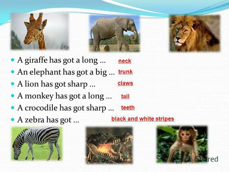 Животное коала на английском. Глагол have has got утвердительная форма. 5 предложений про коалу. To have & have got (глагол "иметь"). Have got has got для детей.