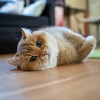 Песня милый кот