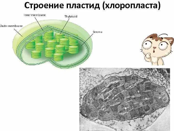 Хлоропласты характерны для клеток ответ. Строение хлоропласта ЕГЭ биология. Строение хлоропласта растительной клетки. Строение хлоропласта из ЕГЭ. Пластиды строение.