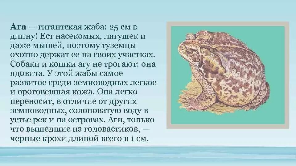 Сообщение ага. Жаба ага принц. жаба ага интересные факты. гигантская жаба ага. расселение жабы ага.
