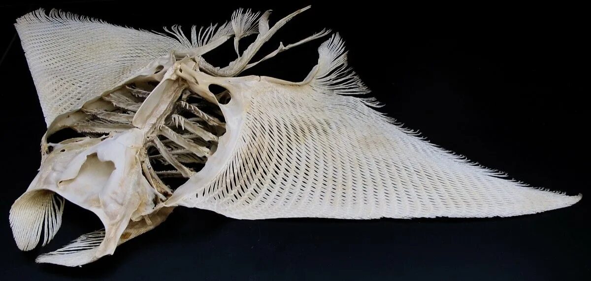 Скелет ската манта. Хрящевые рыбы. Манта костная рыба. Скат мобула. Морской дьявол скат манта.