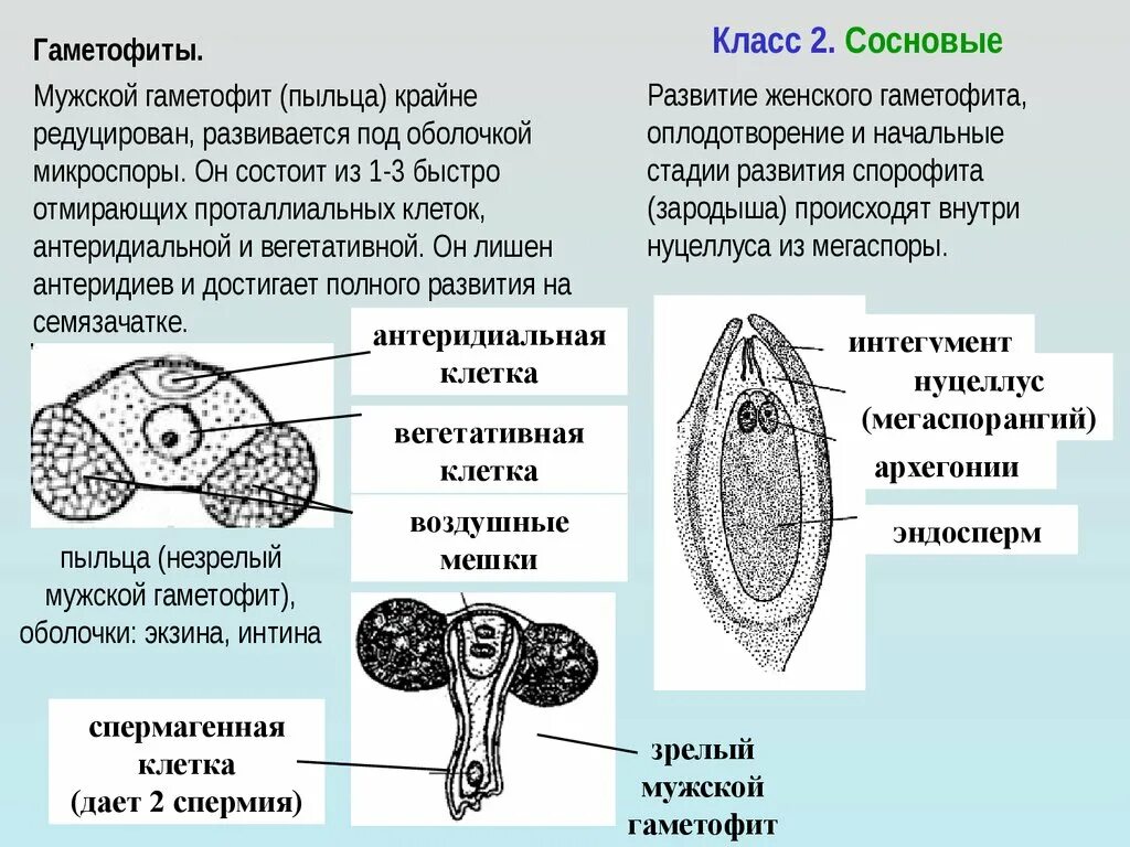 Строение пыльцы голосеменных. Строение женского гаметофита сосны. Строение семязачатка и гаметофитов. Пыльцевое зерно голосеменных.