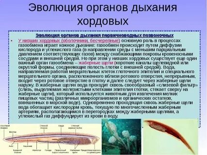 Тип хордовые органы дыхания