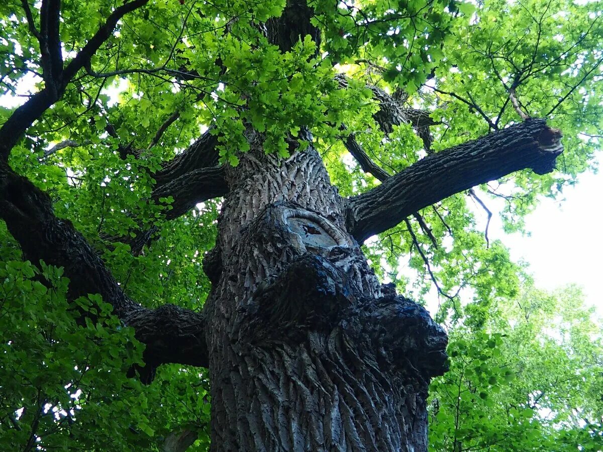 Какое животное напрямую связано с дубом