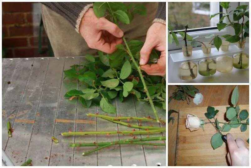 Как размножить розы. Кампсис лиана черенкование. черенки кустовой розы. черенки роз укоренение. укоренение черенков роз.