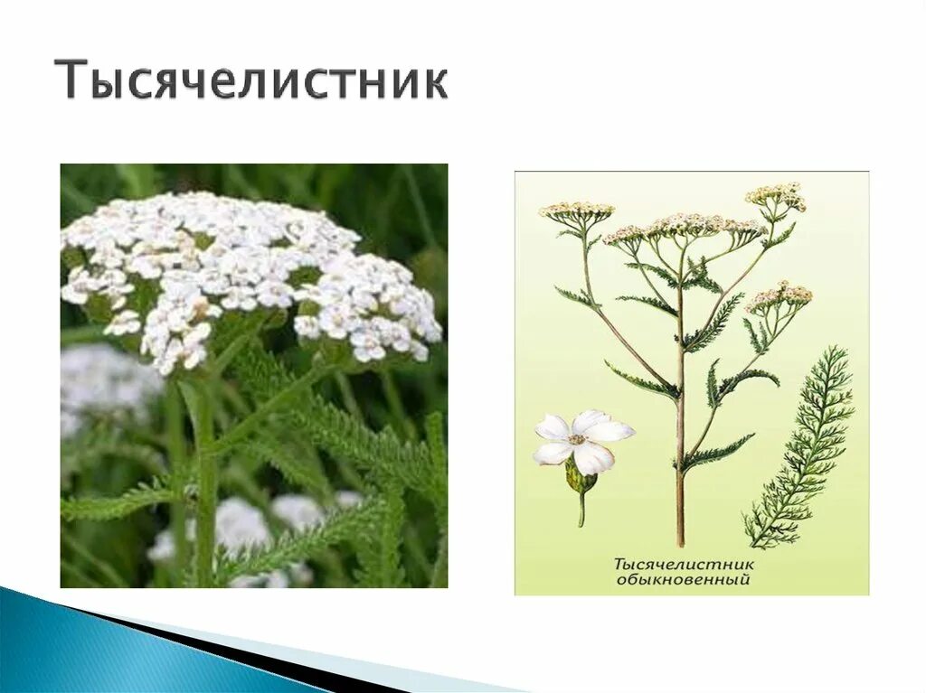 тысячелистник фото окружающий мир 2. что заготавливают у тысячелистника. трава тысячелистник 2 класс. тысячелистник соцветие. тысячелистник луговой.