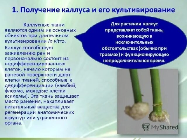 Обработка клеточной массы гормонами высаживание изолированных. Каллусные культуры растений. Каллусная ткань. Каллусная ткань в селекции. Получение растений из каллусной ткани.