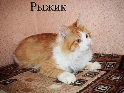 Ногинск котята в добрые