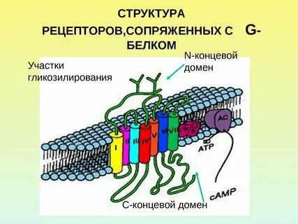 Белки рецепторы