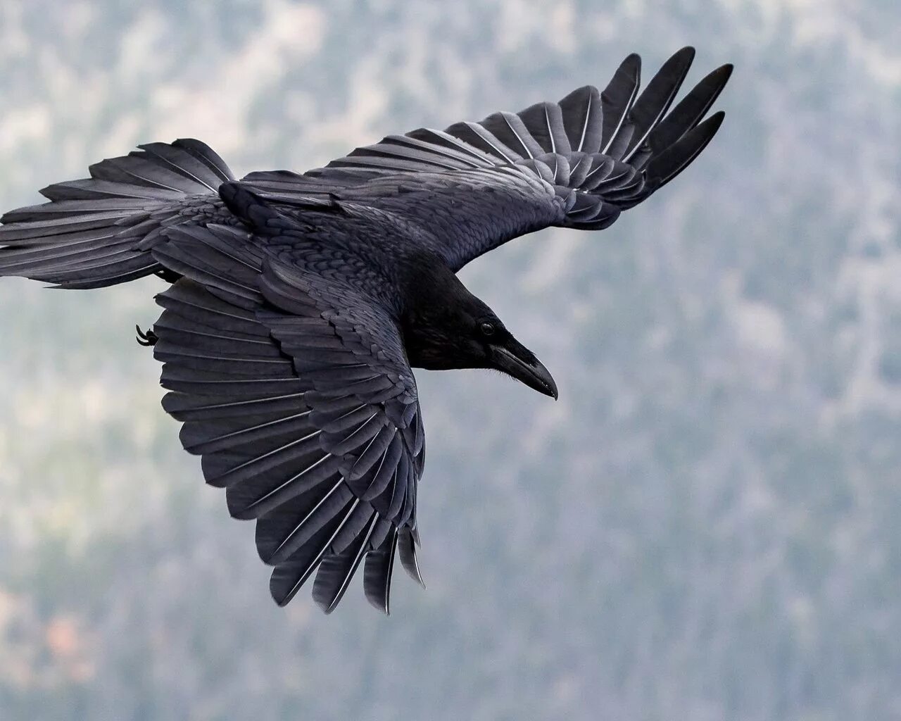 растение ворона. вороны вороны вороны налетели черные. размах крыльев ворона. злые вороны. вороны вороны вороны налетели черные.