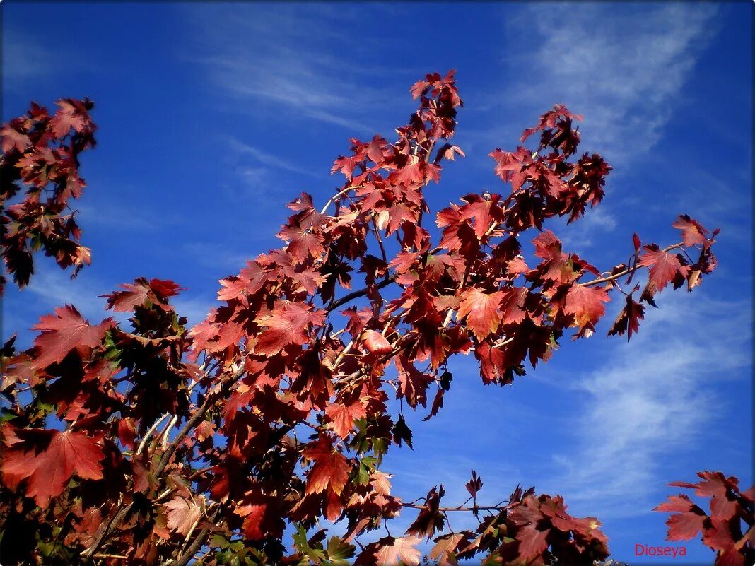 Красные клёны в живописи. Кустарники осенью. Елена клен. Багрянец осин. Осеннее дерево.
