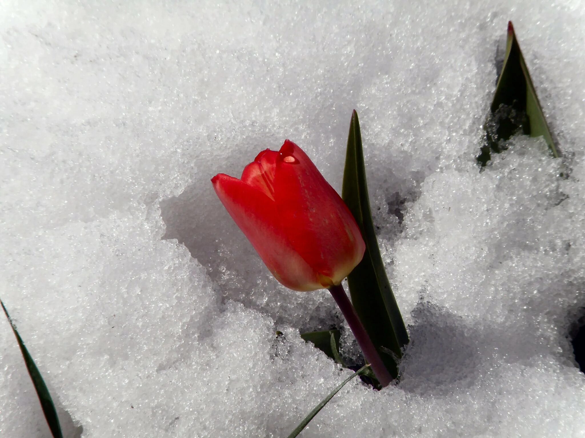 Боятся ли тюльпаны мороза. Тюльпаны в снегу. Красные тюльпаны на снегу. Цветы под снегом. Тюльпаны под снегом.