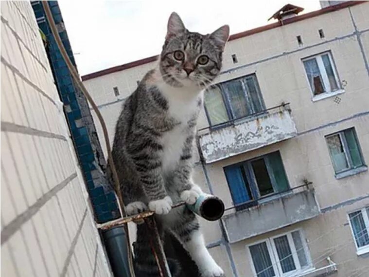 Кошка упала с 5. Кот на балконе. Балкон для кошек.