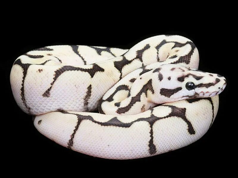 Pet python. Ball Python змея. Региус змея. Королевский питон фаер пастель. Королевский питон темный.