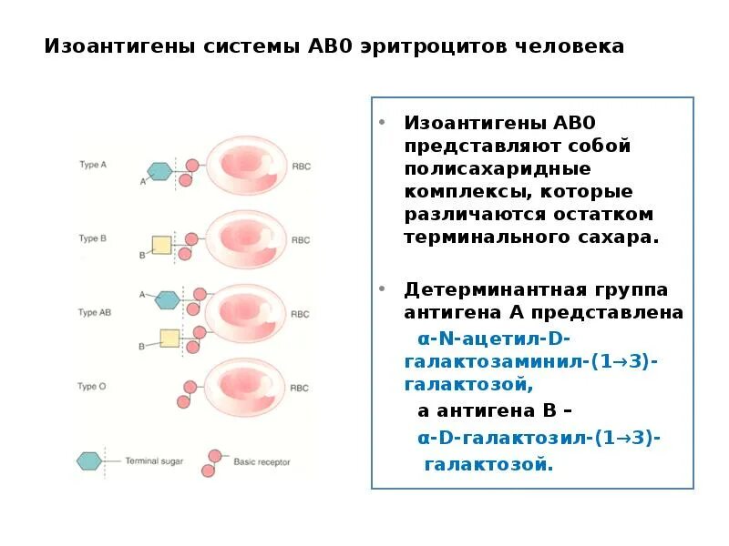 Эритроцитарные антигены. Системы антигенов эритроцитов. Полисахаридные антигены эритроцитов. Антигены содержащиеся в эритроцитах это. Антиген эритроцитов первой группы крови