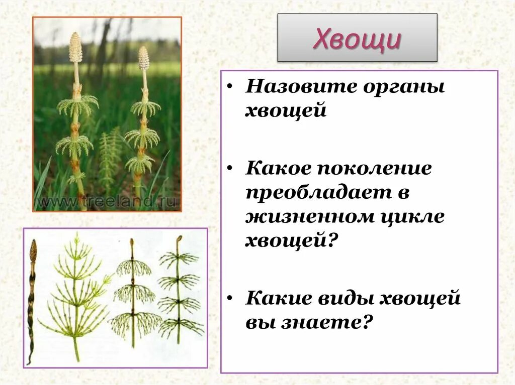 Почему хвощ высшее растение. Органы хвощей. Отдел хвощи. Преобладающее поколение у хвощей. Формы хвощей.