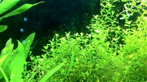 Водоросли выделяют кислород