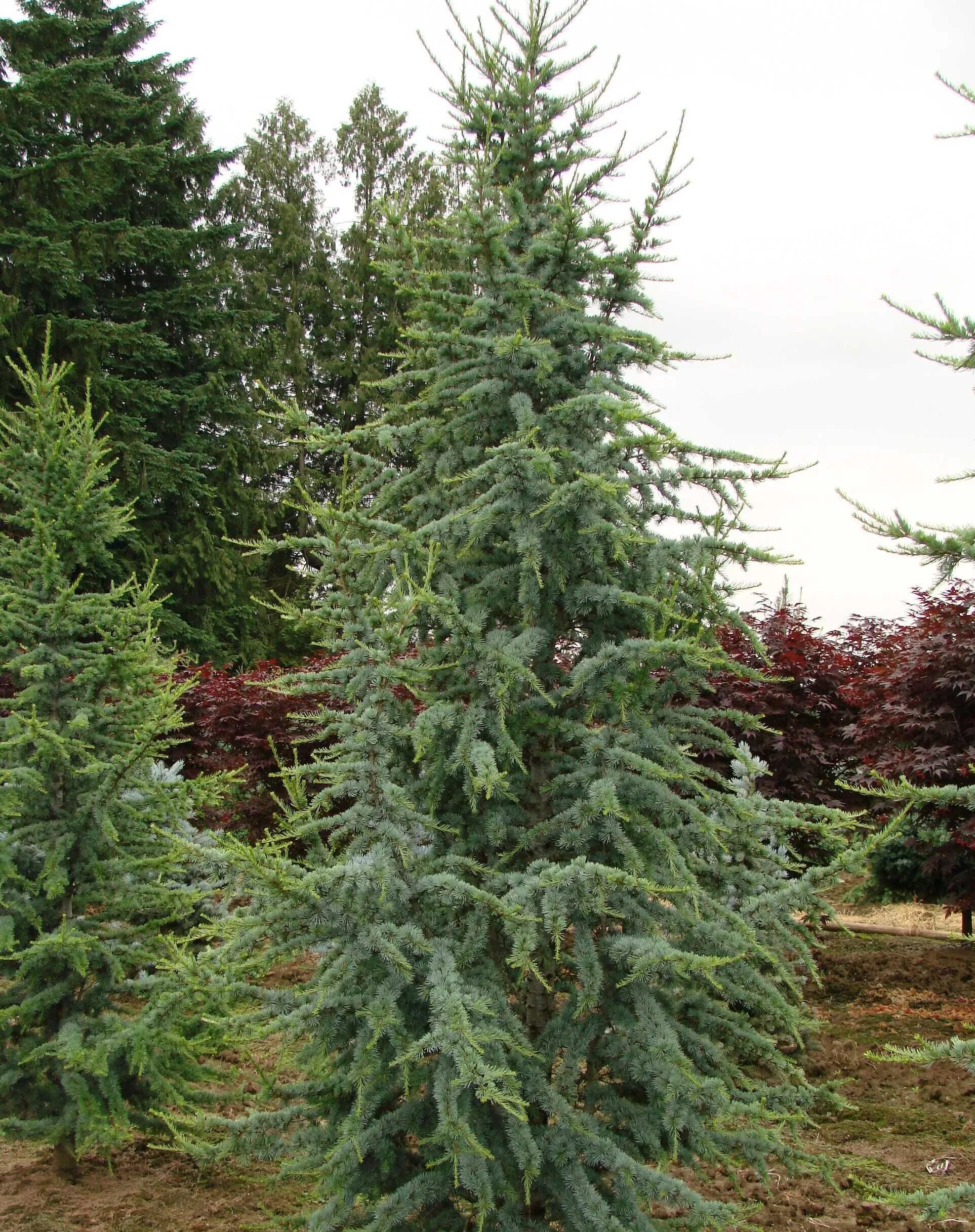 Кедр атласский пендула. Кедр атласский cedrus atlantica. Кедр атласский cedrus atlantica. Кедр атласский cedrus atlantica. Кедр ливанский атлантика глаука.