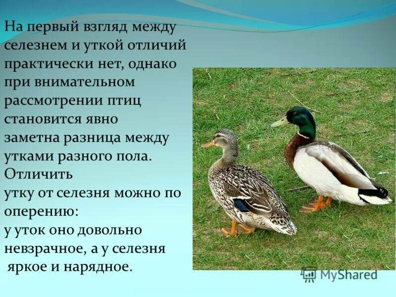 Как отличить утку