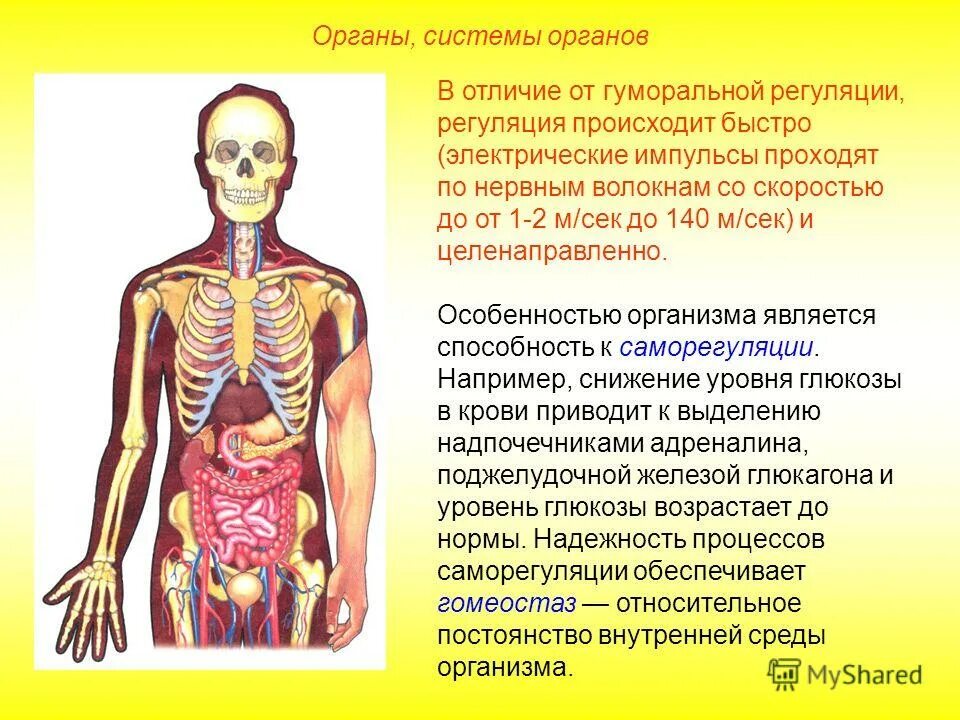 В которых любому органу будет