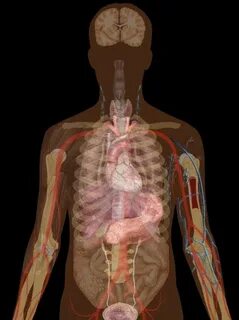 Body function