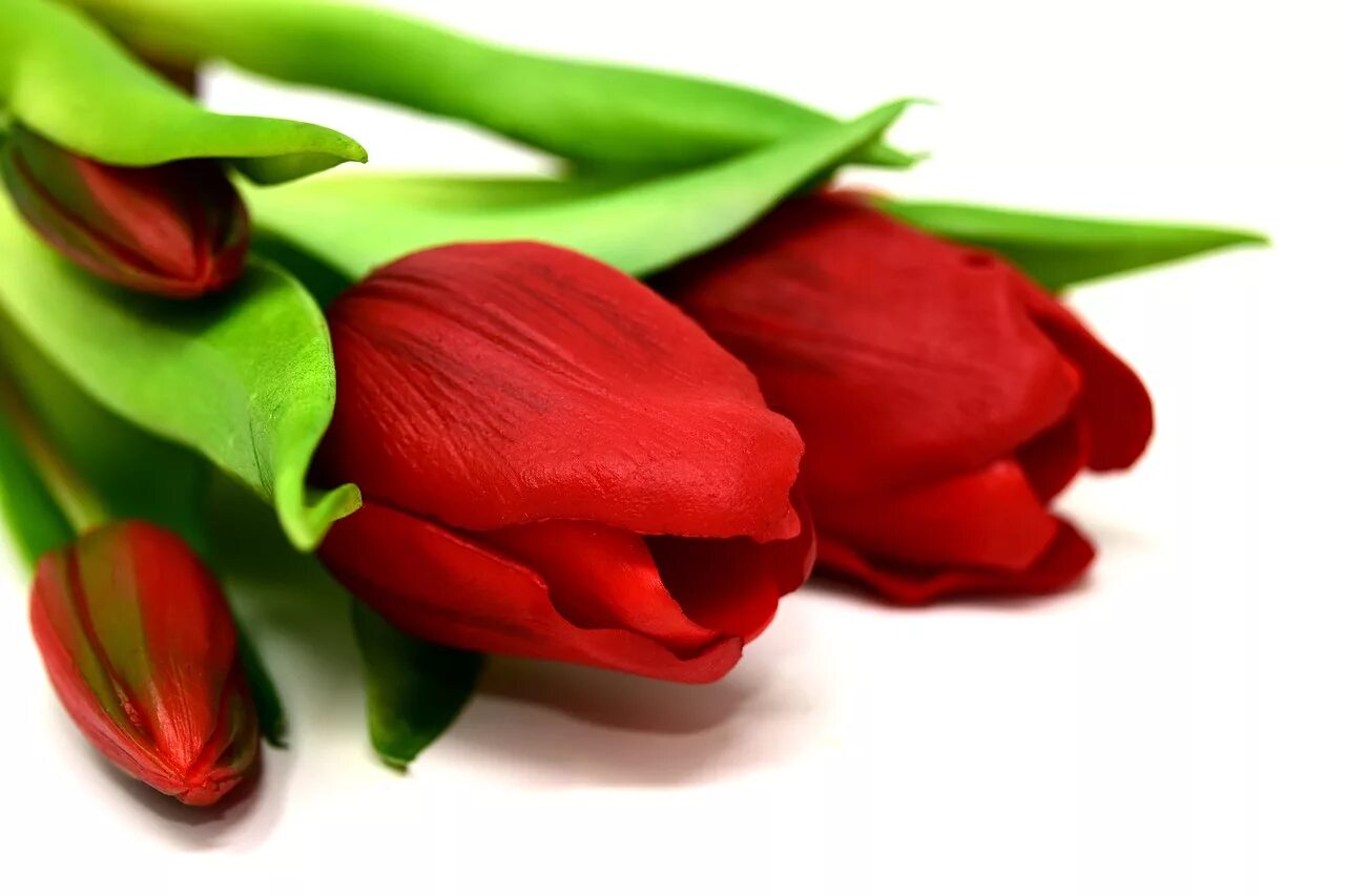 3 красных тюльпана. Цветы тюльпаны. Красные тюльпаны. Тюльпаны на белом фоне. Тюльпаны лежат.