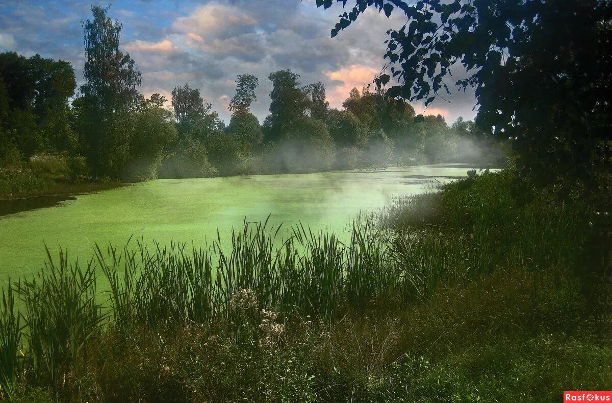 старый пруд затянуло ряской спустившись сюда. затянулось бурой тиной гладь старинного пруда фото. ряска болотная. гидрофиты ряска. болото с ряской.