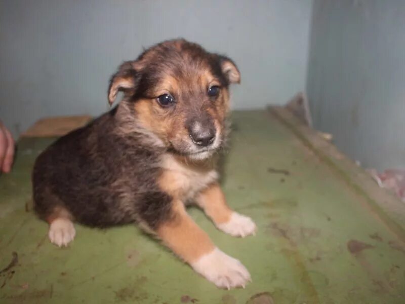 Собака ярославль. Стрижка бивера мальчика. Потеряшки в ярославле собаки. Собака ярославль. Собака ярославль.
