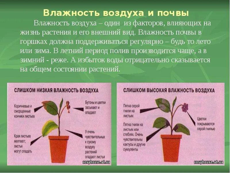 Признаки описывающие рост растения. Влияние влаги на растения. Влияние влажности на растения. Влияние воздуха на растения. Влияние воздуха на рост растений.