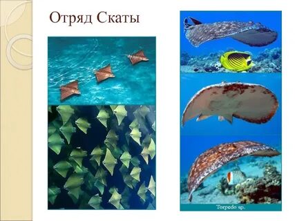 Представители скатов