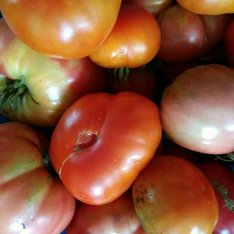Фото томата шедевр. Домашний помидор. Помидоры свойские. Домашние сорта помидор. Домашний томат.