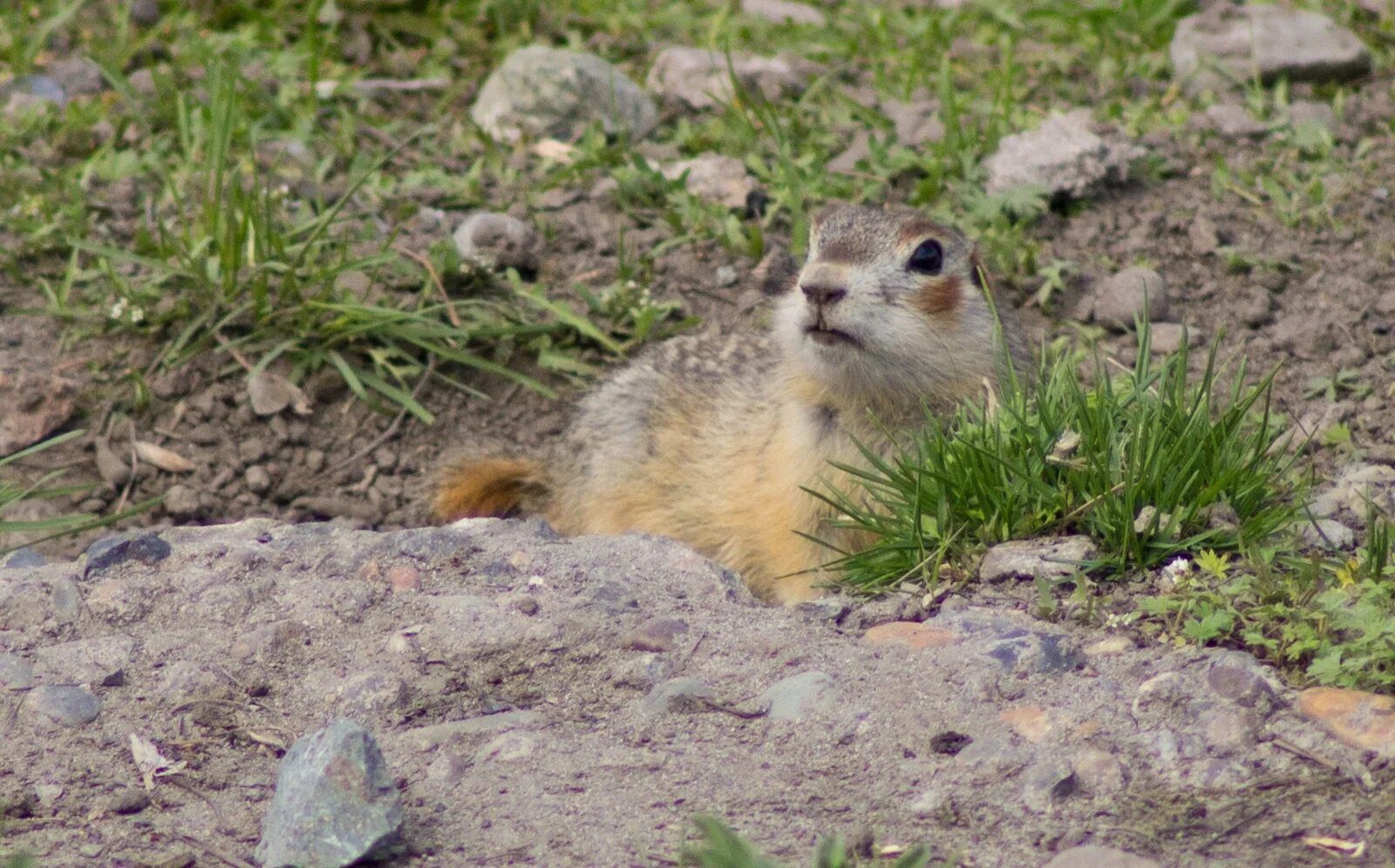 Краснощекий суслик Краснощекий. Суслик Краснощекий (Spermophilus erythrogenys). Суслик Краснощёкий Кемеровская область. Сибирский суслик Краснощекий. Суслик краснощекий