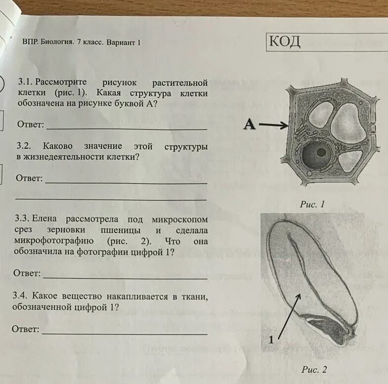 Рассмотрите изображение растительной клетки. Рассмотри рисунок растительной. рассмотрите рисунок растительной клетки рис 1. какая структура клетки обозначена на рисунке буквой а.