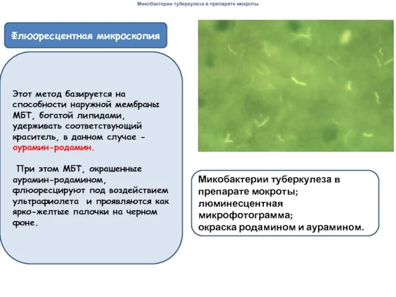 Возбудитель туберкулеза окраска аурамином. Окраска микобактерий туберкулеза. Окраска аурамином при туберкулезе. Микобактерии туберкулеза люминесцентная микроскопия.
