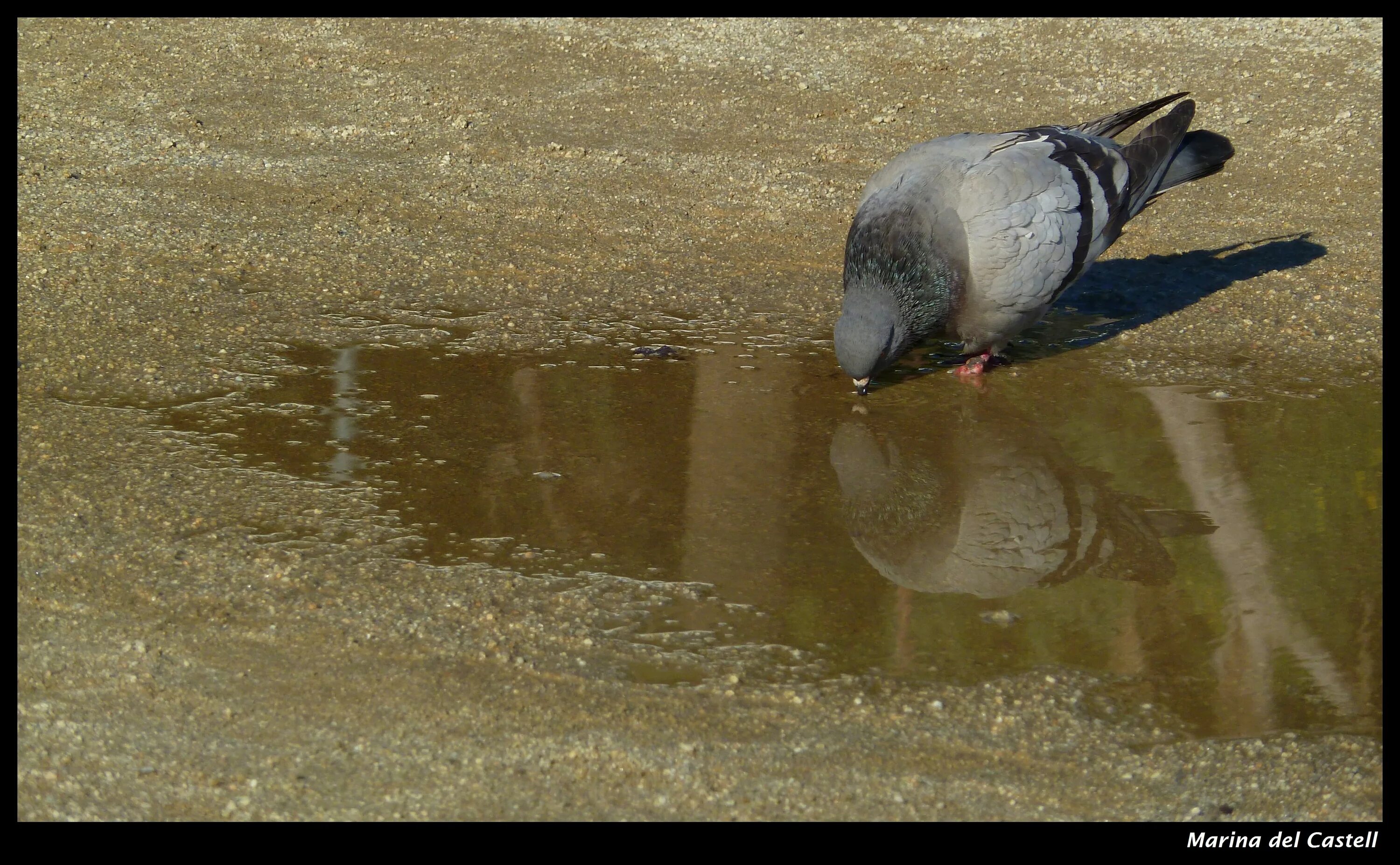 Голубь пьющий воду. Голубь в луже. Голуби пьют воду. Птицы пьют воду. Голубь пьет из лужи.