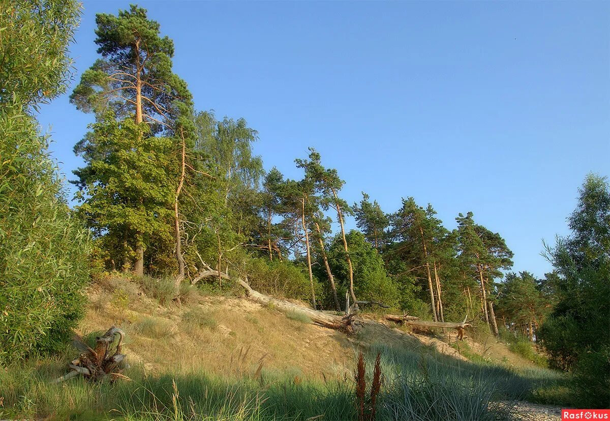 сосны липин бор. сосновый бор речка белоруссия. сосны на холме.