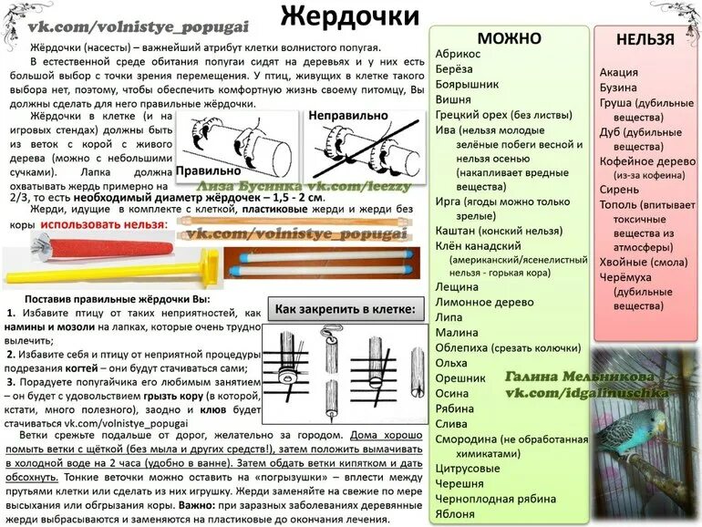 Какие ветки можно волнистым попугаям