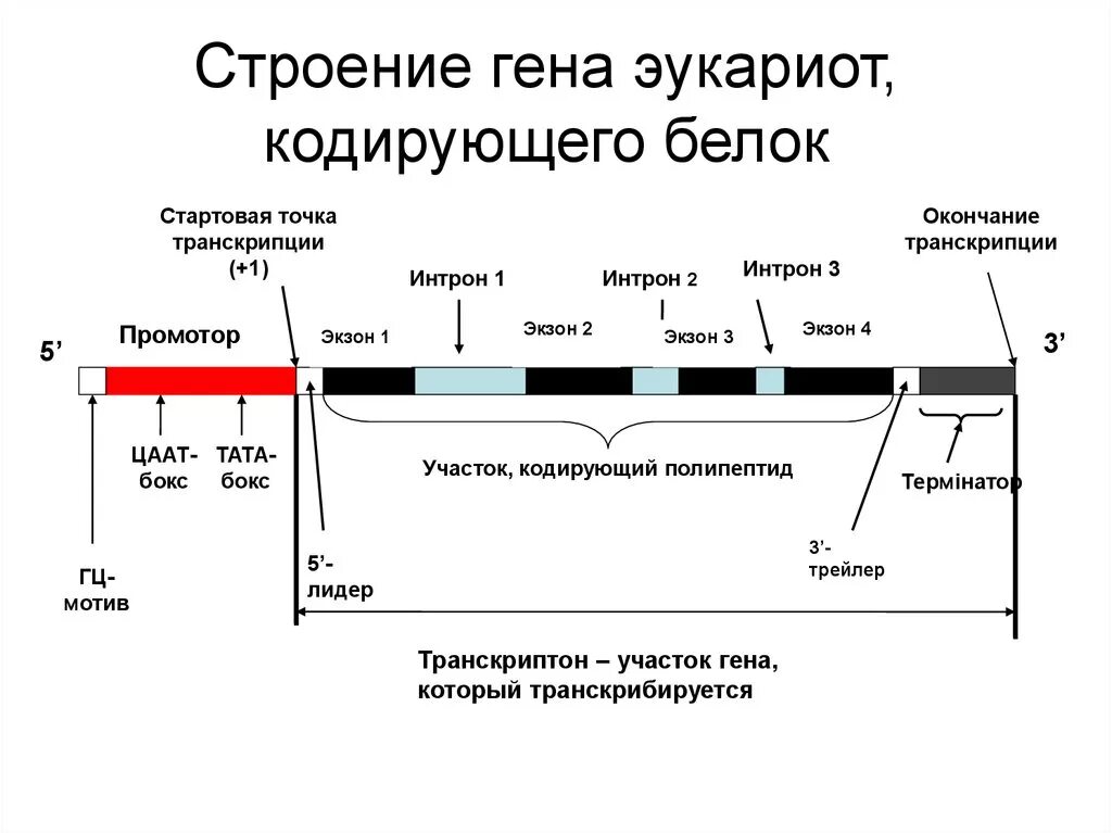 Общая структура Гена эукариот. Строение структурного Гена эукариот. Организация генома эукариот схема. Структура Гена прокариот схема.