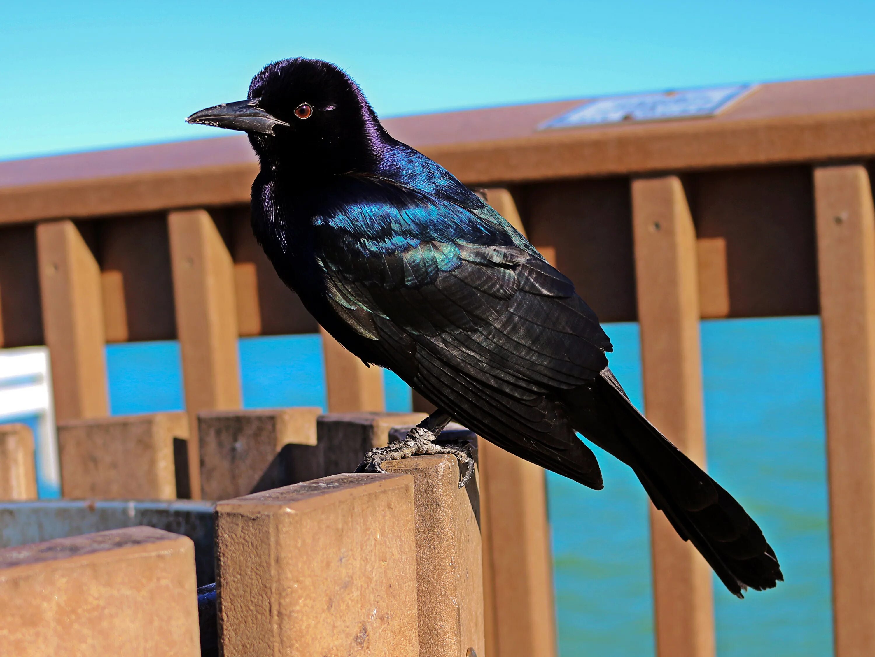 Черная птица. Черная птица с синим отливом. Черная птица с синими крыльями. Птица черная с синими пятнами на крыльях.