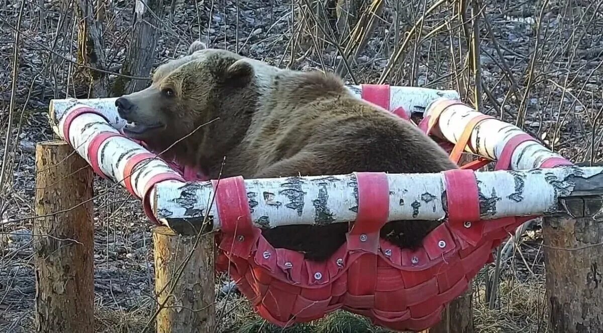 Медведь в гамаке.