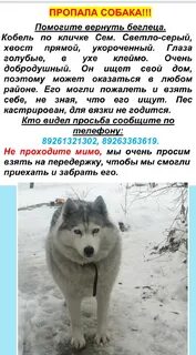 Найдена собака москва и область