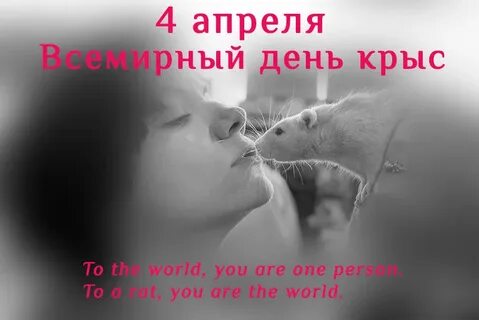 День крысы картинки прикольные с надписями