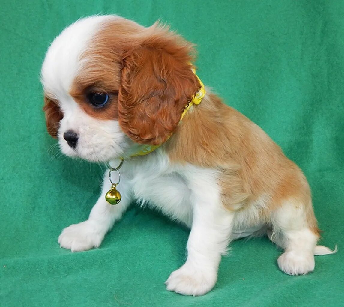 Кинг чарльз спаниель курносый. Кавалер кинг чарльз спаниель. Кавалер кинг чарльз спаниель породы собак. Кавалер в добрые руки. Кавалер-кинг-чарльз-спаниель питомник.