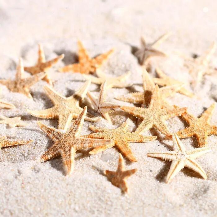 Морская звезда. Морская звезда фото. Набор натуральных морских звезд. Морская звезда сухая.