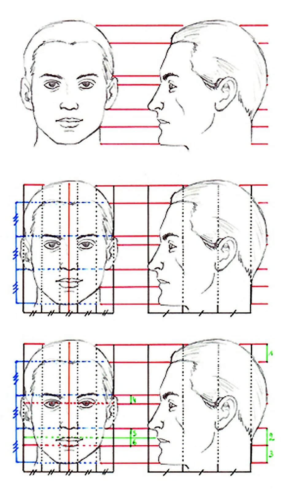 Пропорции лица человека профиль и анфас. Пропорции лица. Пропорции лица для рисования. Построение лица человека схема.